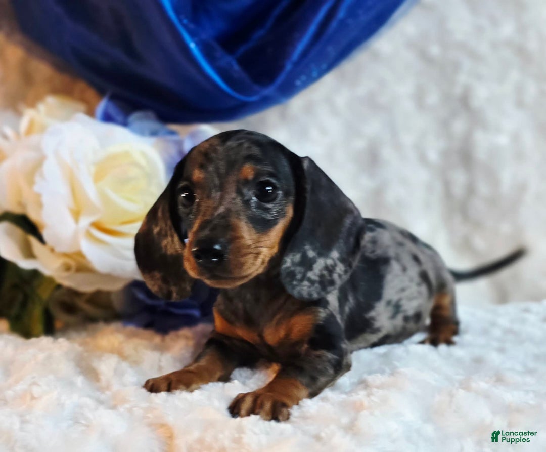 Miniature Dachshund dogs for sale: Pepper - Image 5