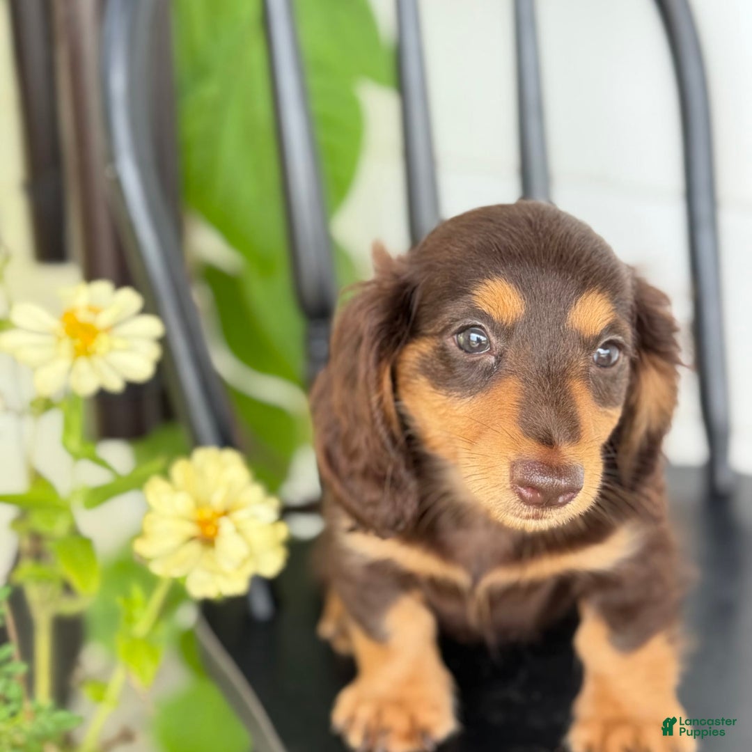 Miniature Dachshund dogs for sale: Miniature Dachshund 7 puppies - Image 19