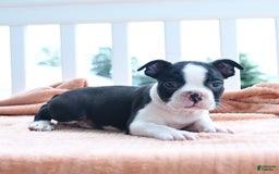 Boston Terrier dogs for sale: Earl - Image 1