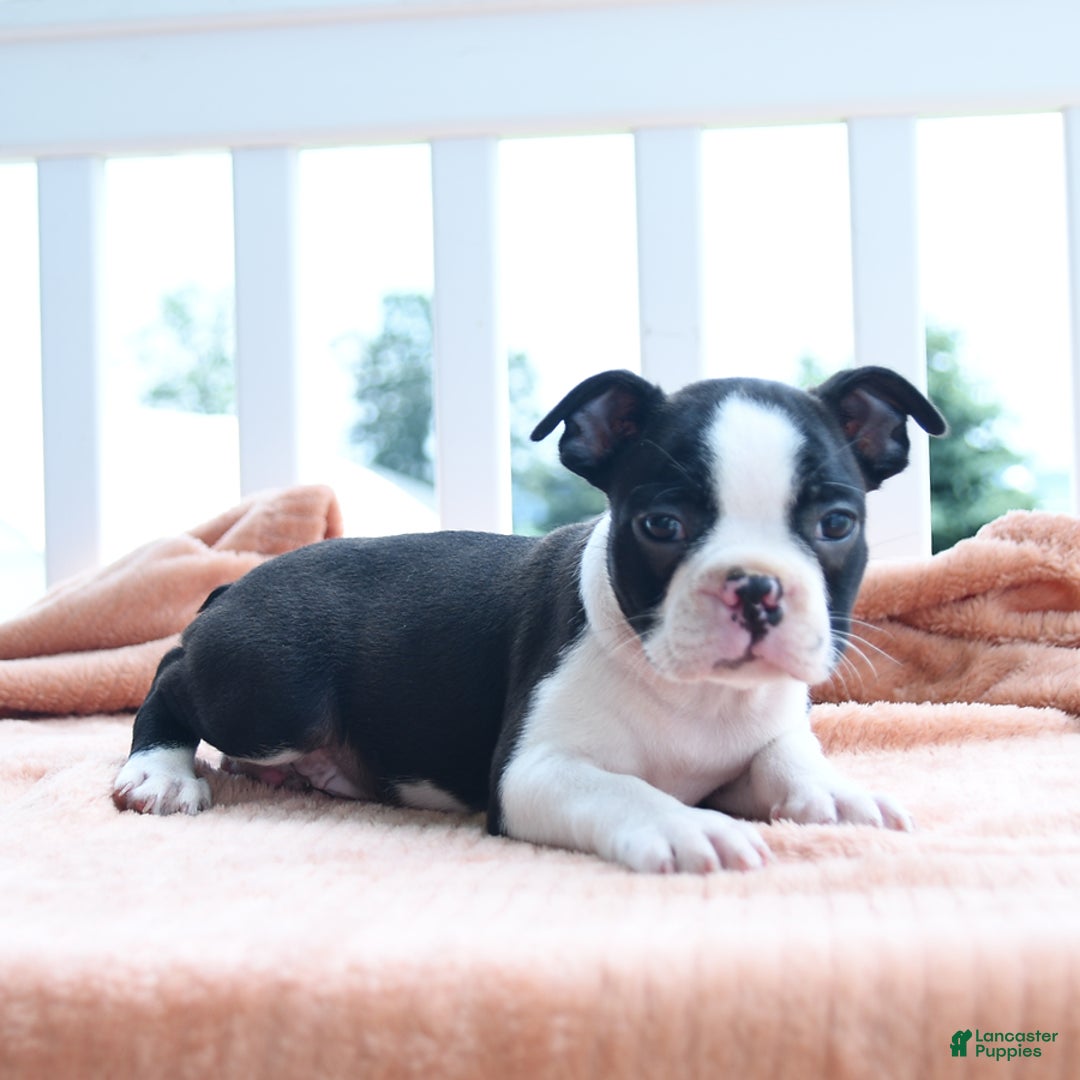 Boston Terrier dogs for sale: Earl - Image 1