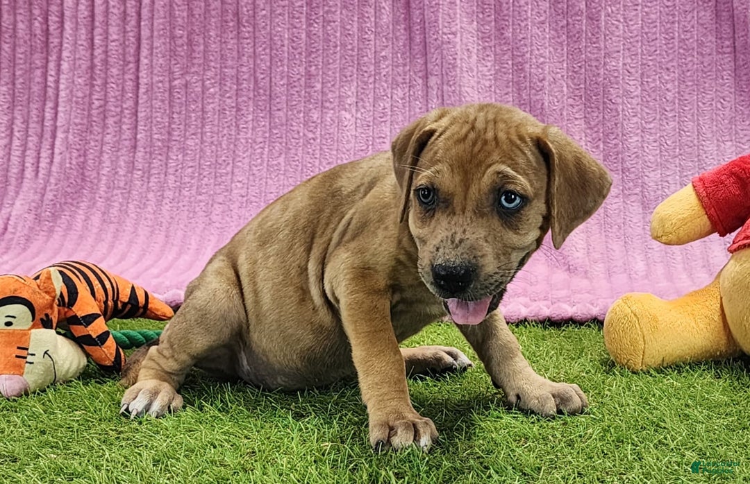 Catahoula Leopard Dog dogs for sale: Duchess 2025 Female 4 - Image 17