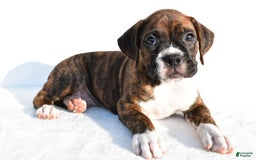 Boxer dogs for sale: Max - Image 5
