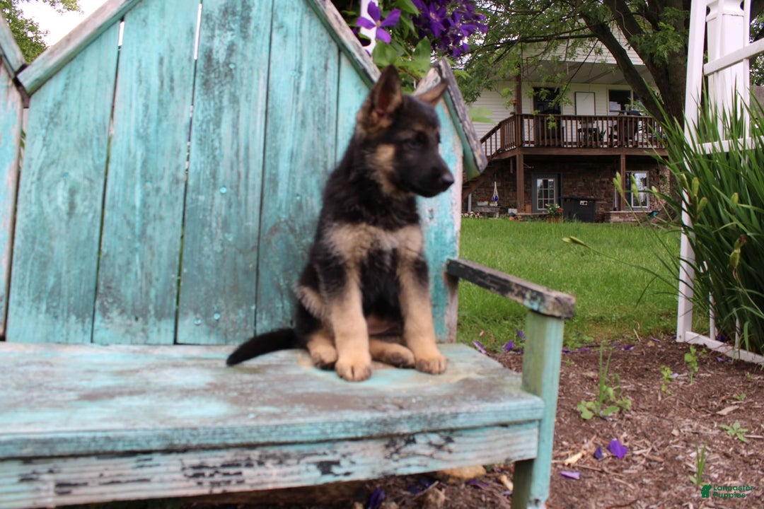 German Shepherd dogs for sale: Bella - Image 7