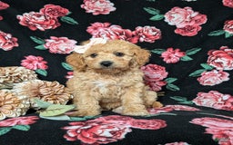 Cockapoo dogs for sale: Celeste Hypoallergenic - Image 7