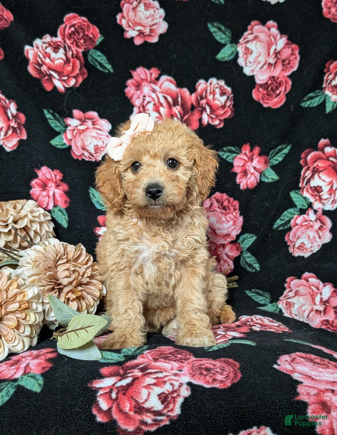 Cockapoo dogs for sale: Celeste Hypoallergenic - Image 7