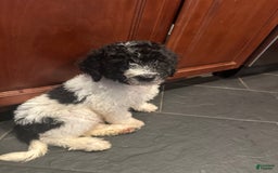 Standard Poodle dogs for sale: King - Image 2