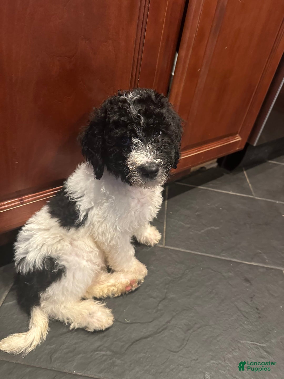 Standard Poodle dogs for sale: King - Image 2