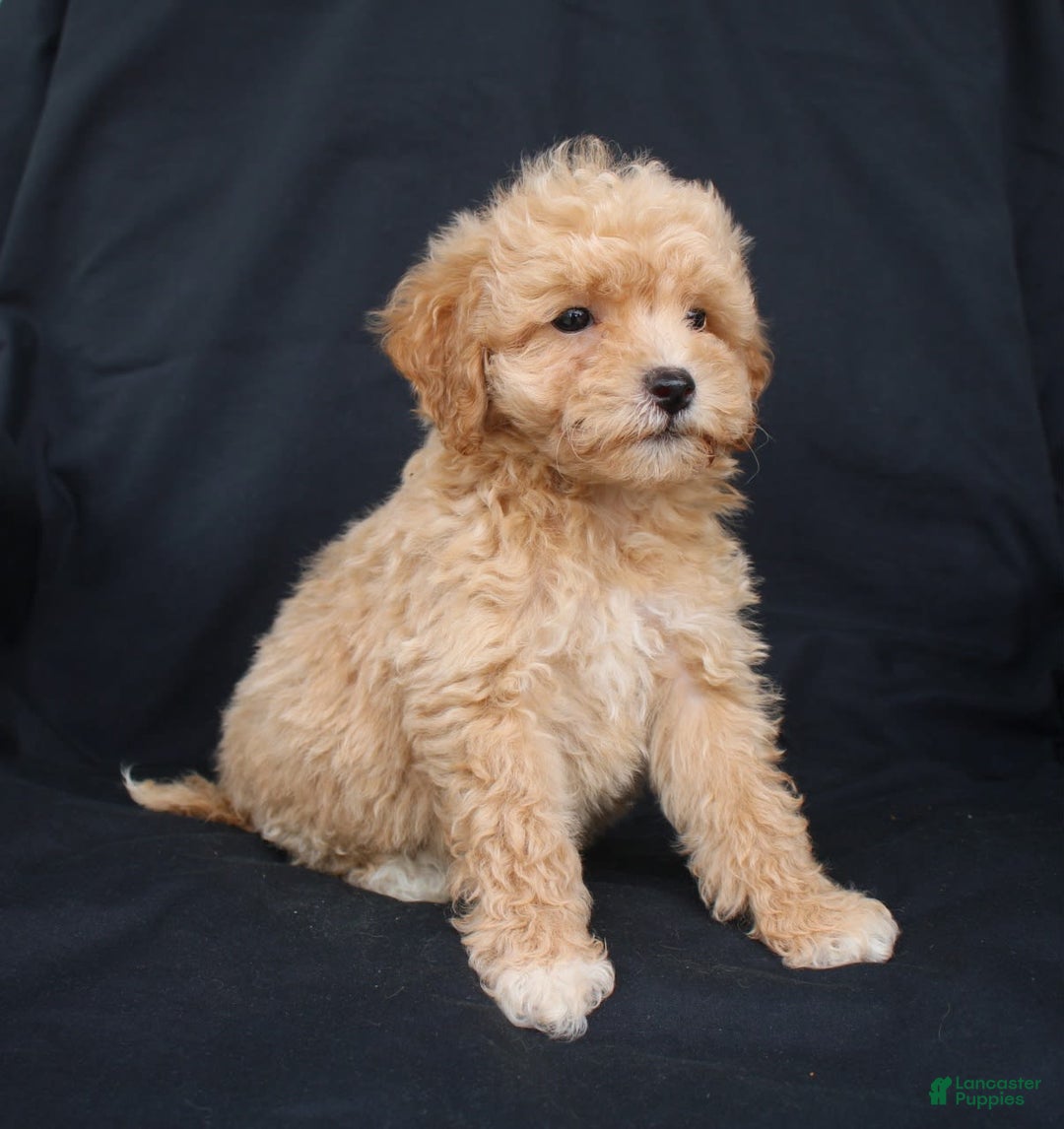 Bichpoo dogs for sale: Brady - Image 5