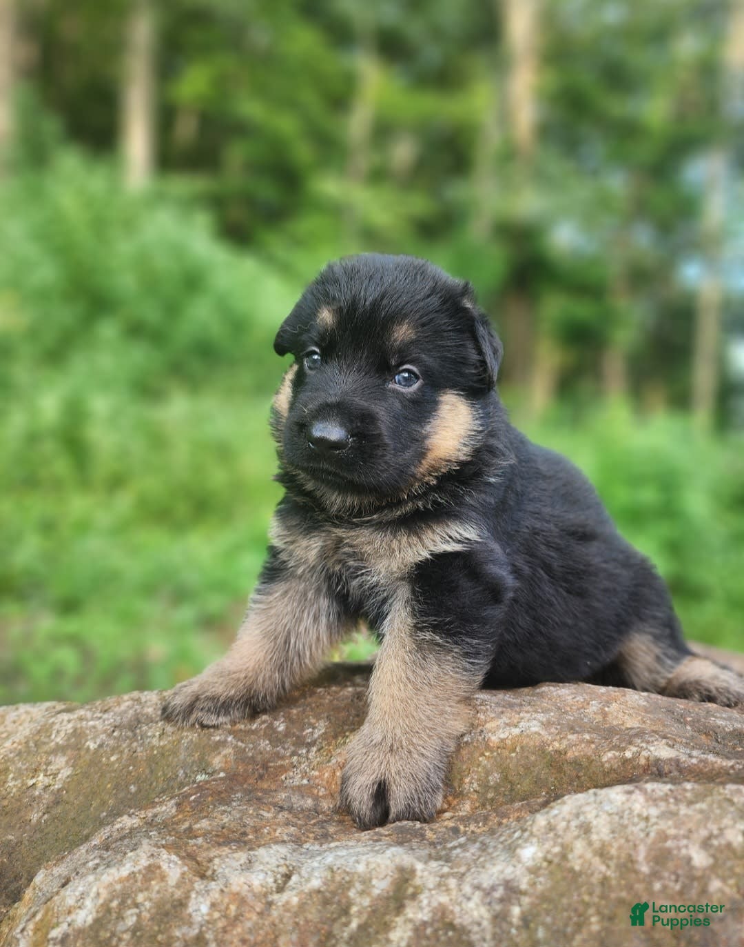 German Shepherd dogs for sale: Kira - Image 7