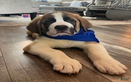 Saint Bernard dogs for sale: Oliver - Image 16