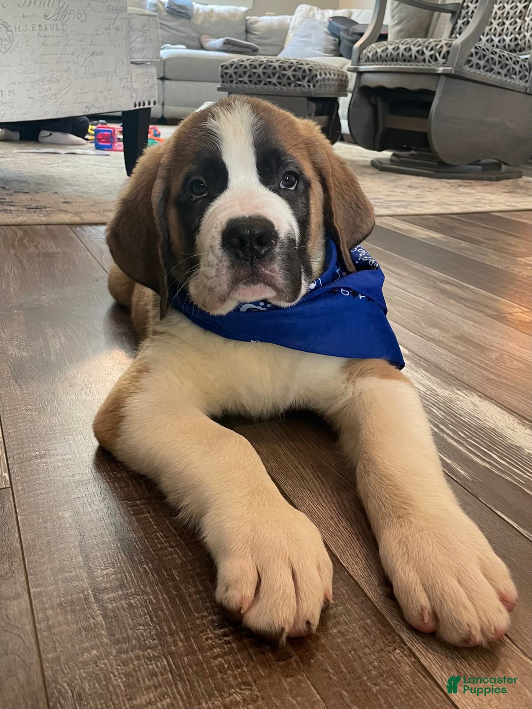 Saint Bernard dogs for sale: Oliver - Image 16