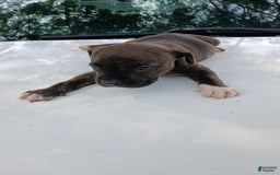 American Pit Bull Terrier dogs for sale: Jack - Image 8