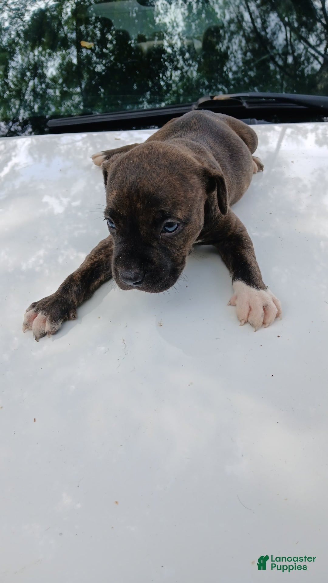 American Pit Bull Terrier dogs for sale: Jack - Image 8