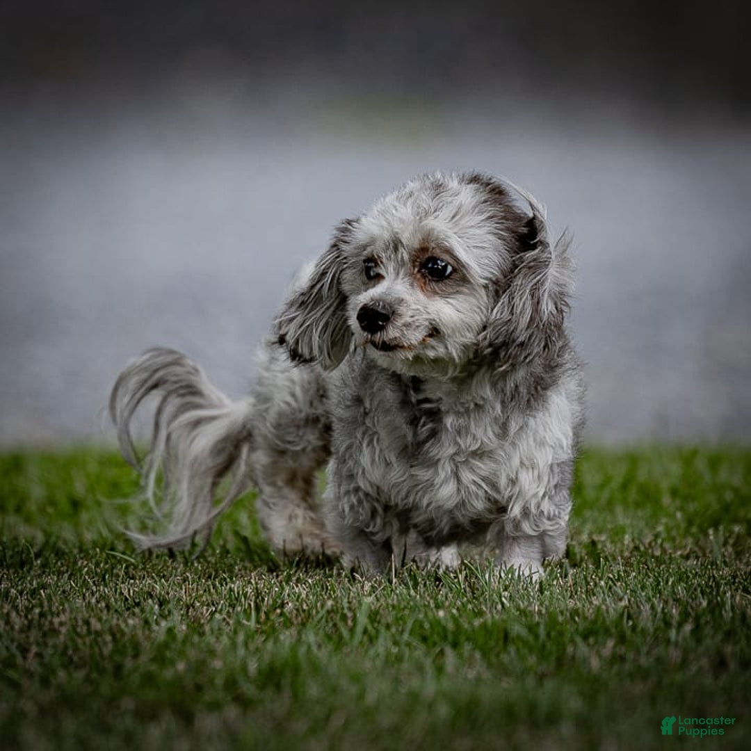 Havapoo dogs for sale: Calvin - Image 13