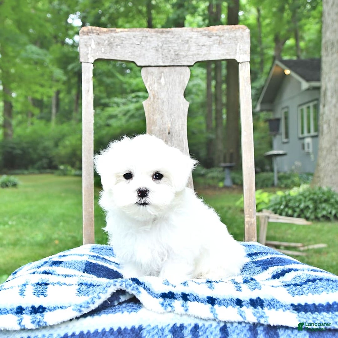 Maltese dogs for sale: Kai - Image 15