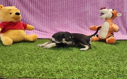 Catahoula Leopard Dog dogs for sale: Tess 2025 Female 1 - Image 5