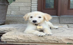 Golden Retriever dogs for sale: Winston - Image 5
