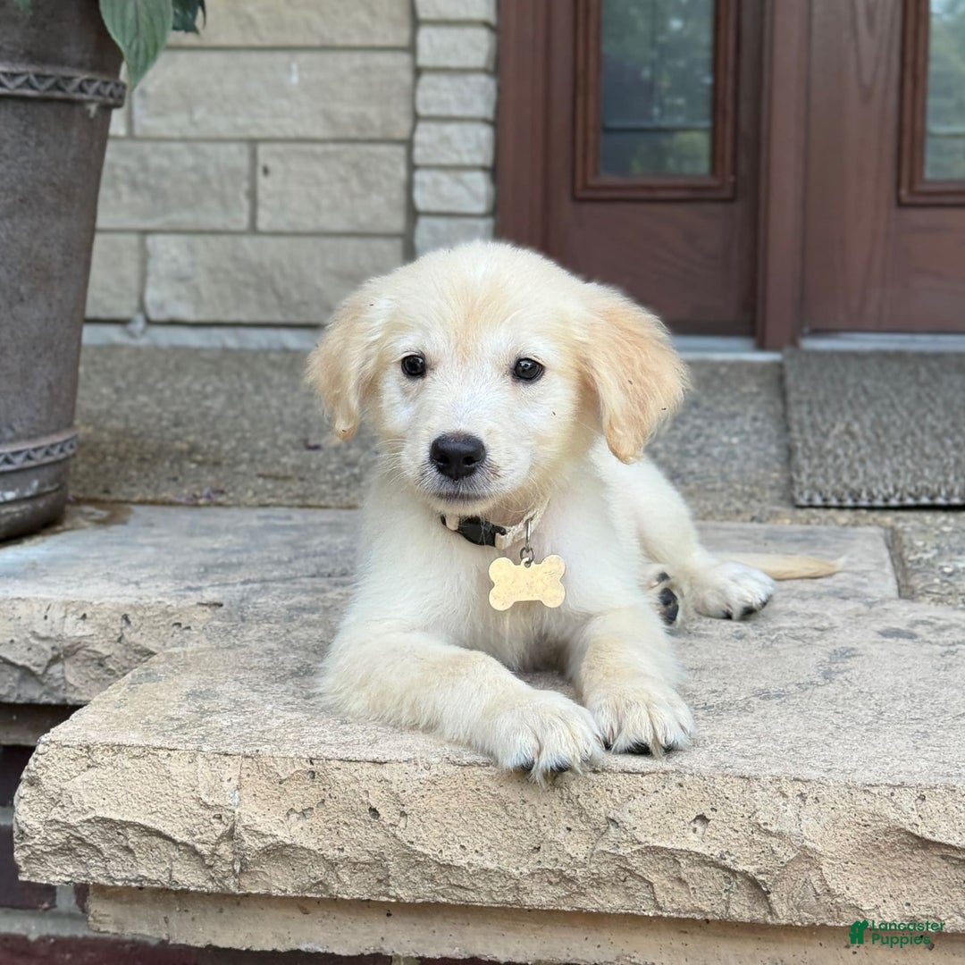 Golden Retriever dogs for sale: Winston - Image 5