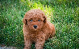 Miniature Poodle dogs for sale: Jackson - Image 6
