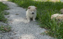 Shiba Inu dogs for sale: Yuki - Image 15