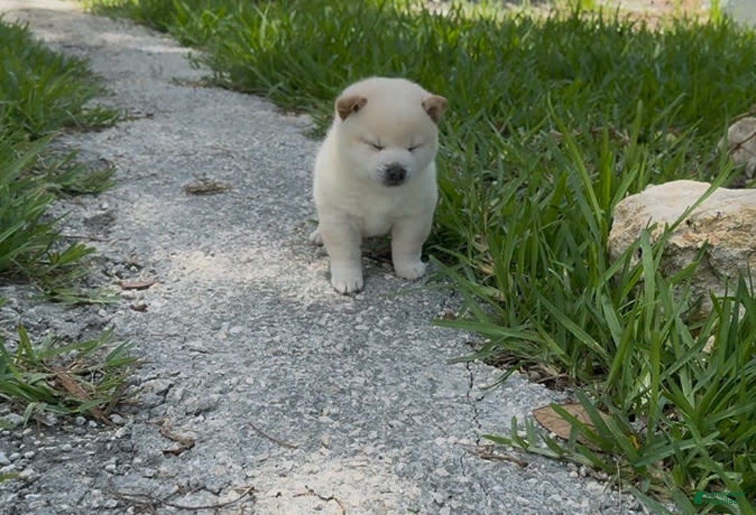 Shiba Inu dogs for sale: Yuki - Image 15
