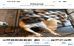 Pug dogs for sale: Lady - Image 6