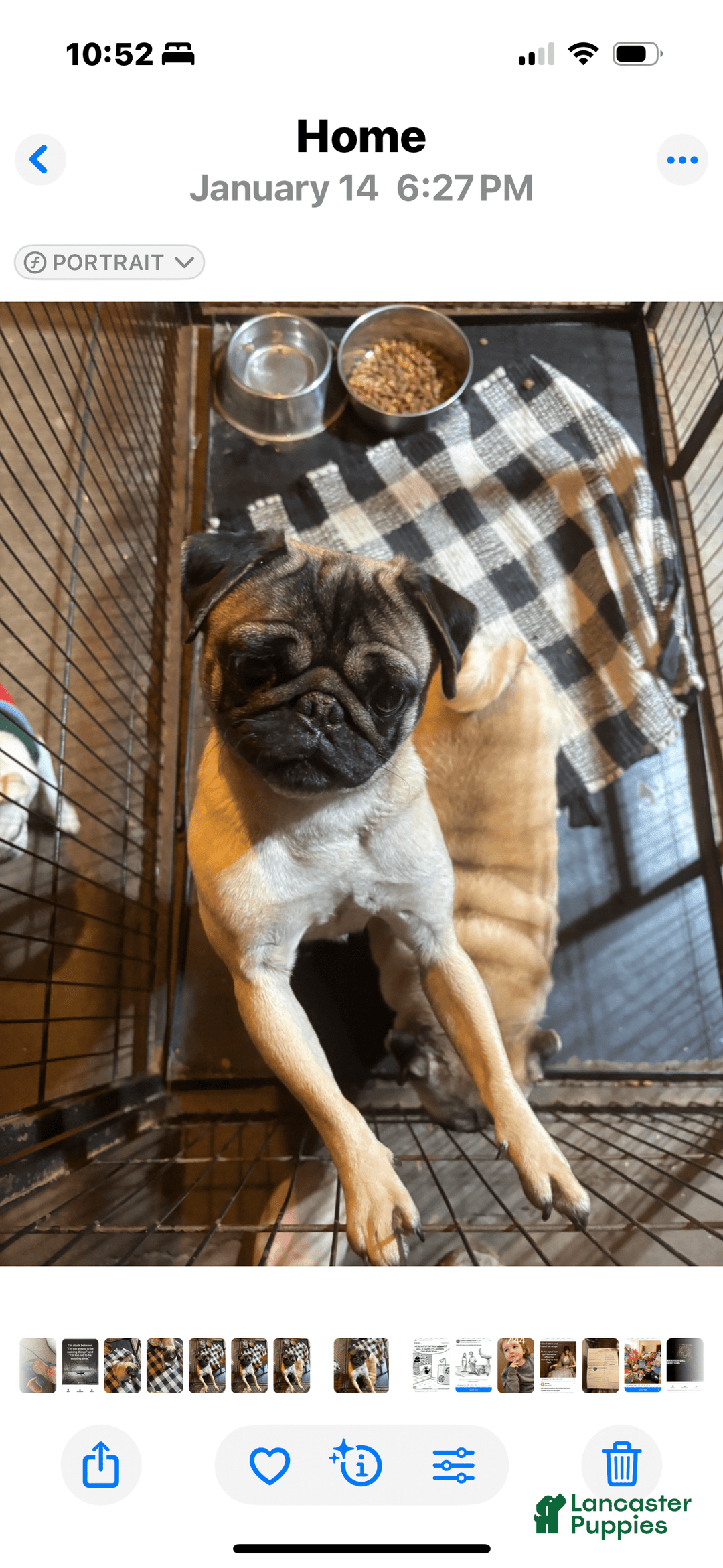 Pug dogs for sale: Lady - Image 6