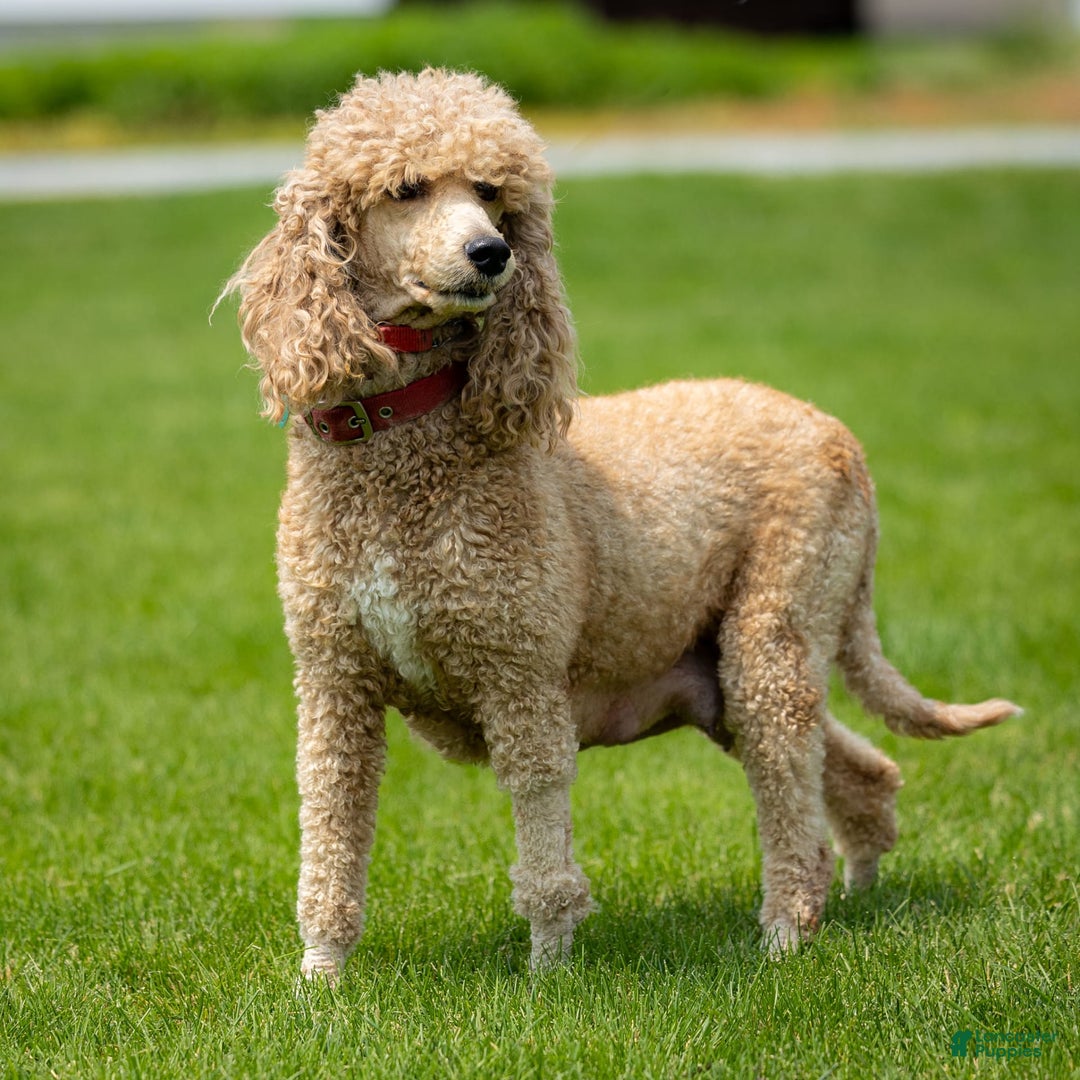 Standard Poodle dogs for sale: Rainay - Image 13