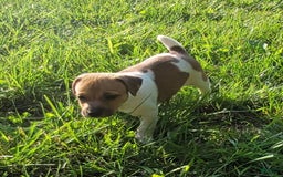 Jack Russell Terrier dogs for sale: Jack Russell Terrier Pike - Image 8
