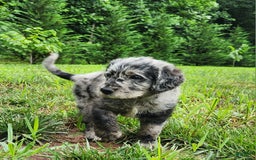 Labradoodle dogs for sale: Madric - Image 2