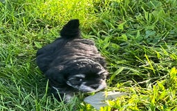 Maltipoo dogs for sale: Precious - Image 1