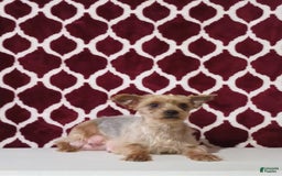 Yorkshire Terrier dogs for sale: Lucky - Image 10