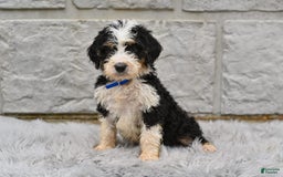 Bernedoodle dogs for sale: Farley - Image 1