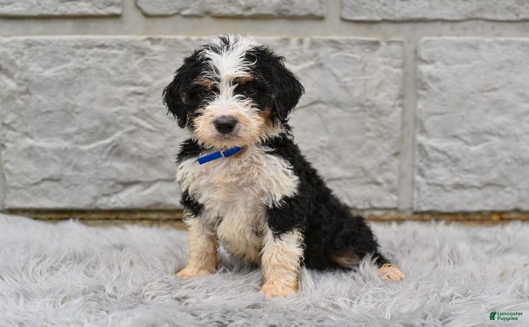 Bernedoodle dogs for sale - Ad 1