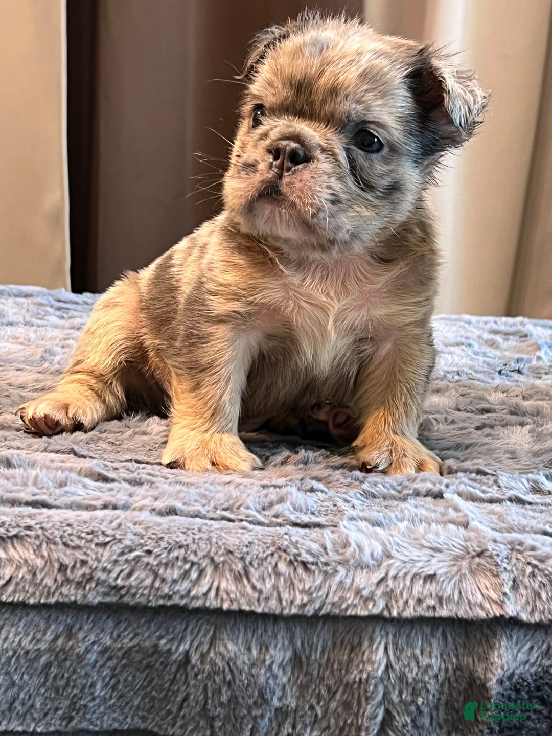English Bulldog dogs for sale: Little Fluff - Image 1