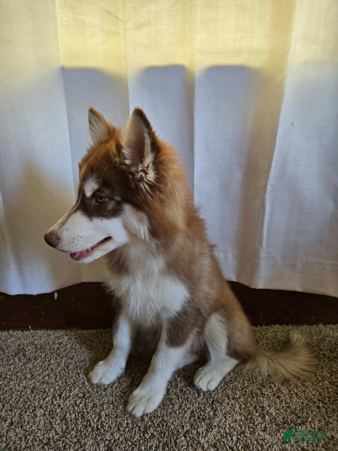 Pomsky dogs for sale: Jr - Image 3