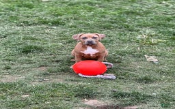 American Bully dogs for sale: Fawn/bluefawn - Image 3