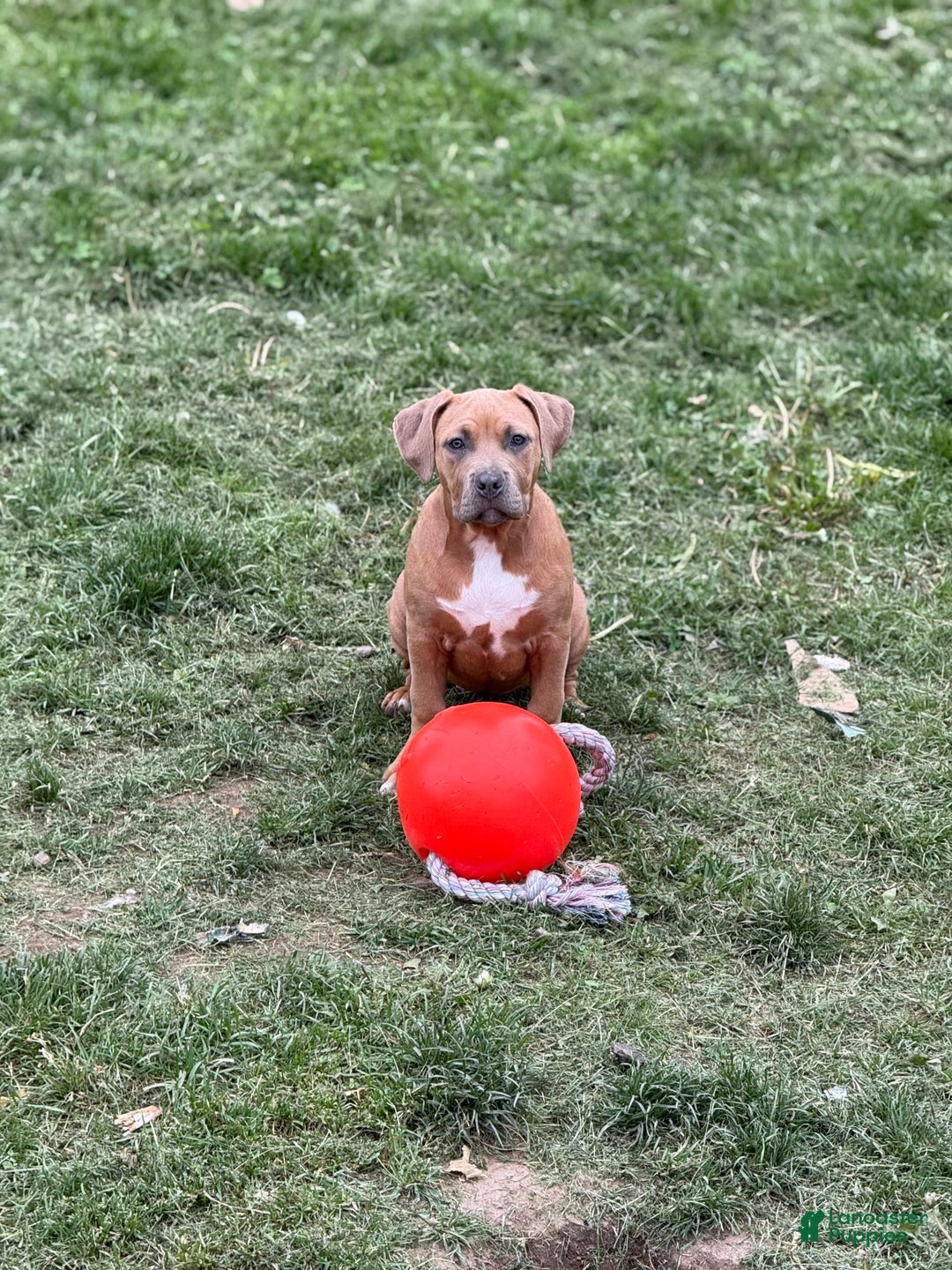American Bully dogs for sale: Fawn/bluefawn - Image 3