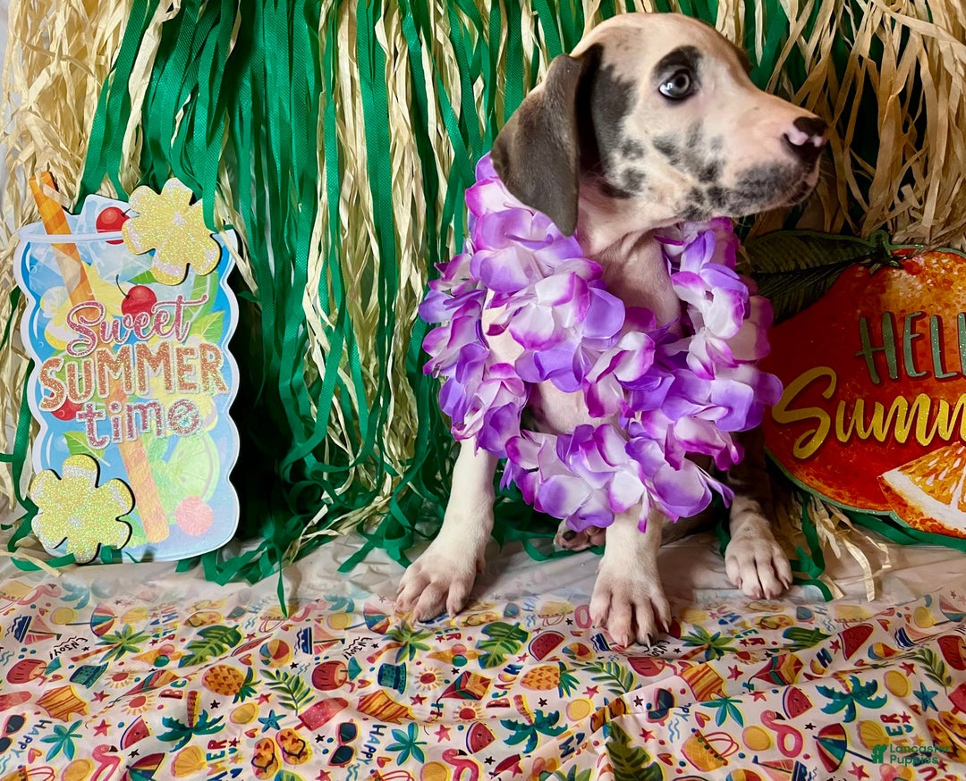 Great Dane dogs for sale: Sally Akc Harlequin - Image 8