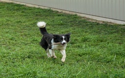 Border Collie dogs for sale: Grover - Image 5