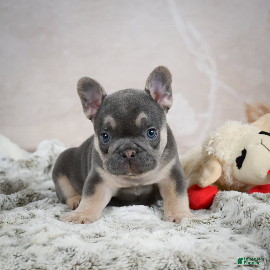 French Bulldog dogs for sale: French Bulldog 6 puppies - Image 29