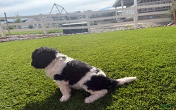 Bernedoodle dogs for sale: 11 - Image 6