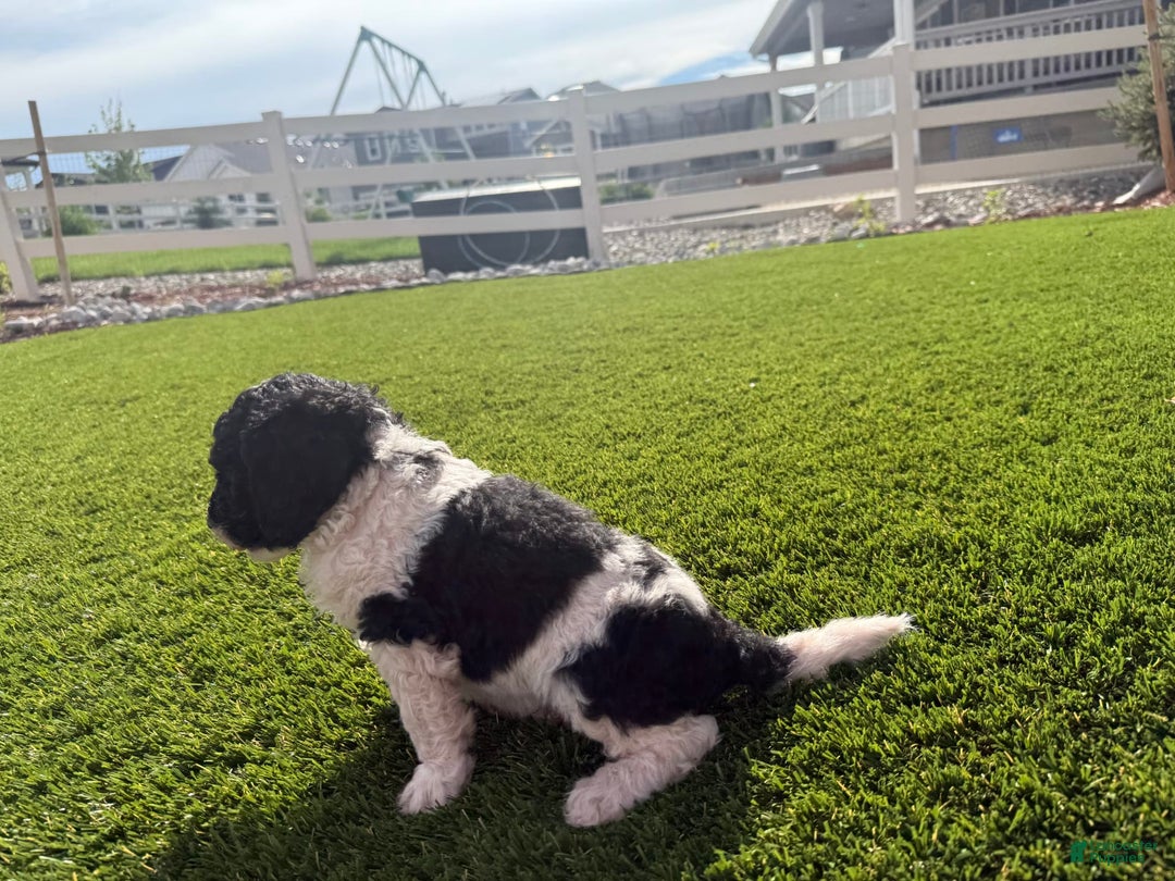Bernedoodle dogs for sale: 11 - Image 6