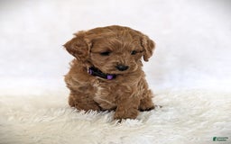 Cavapoo dogs for sale: Precious - Image 1