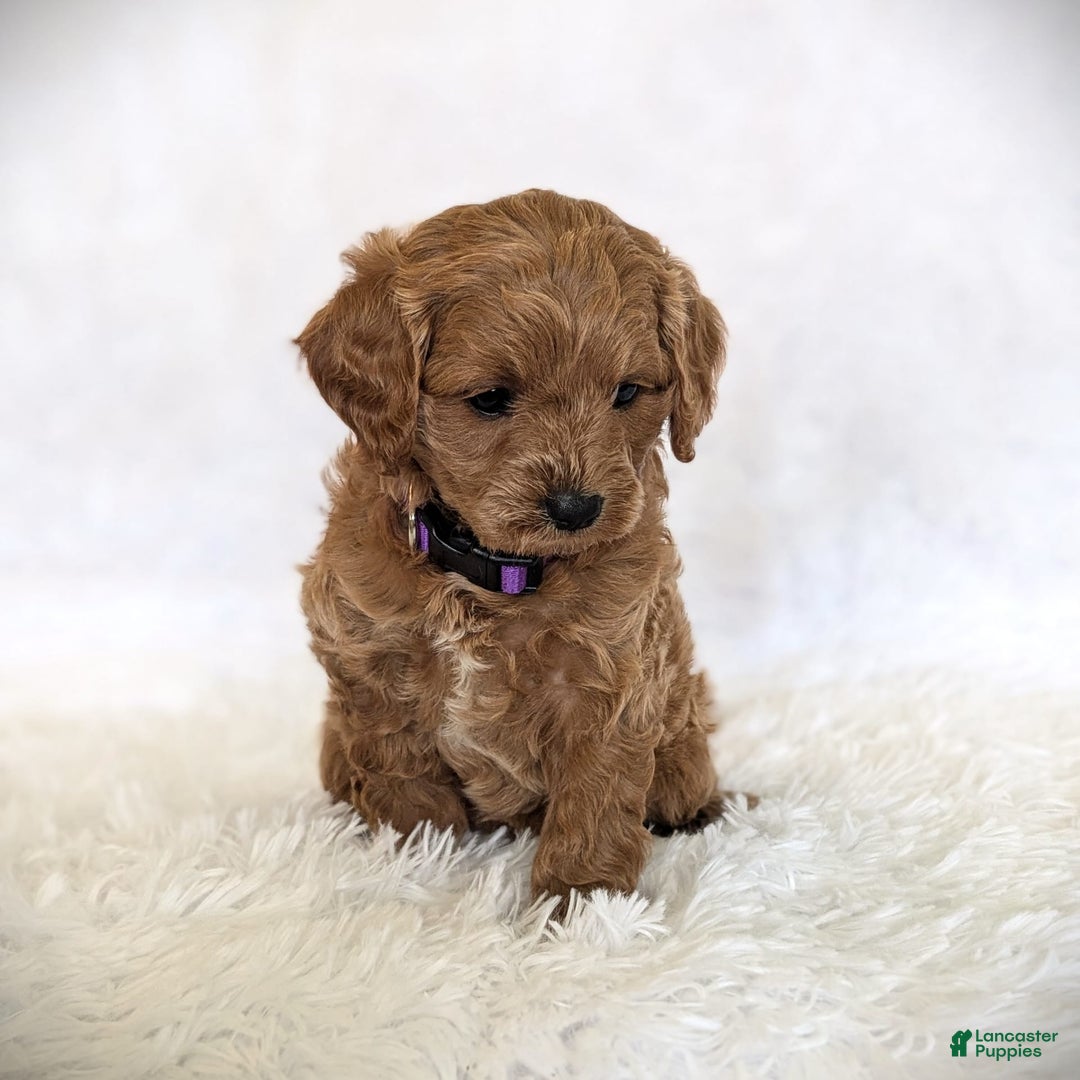Cavapoo dogs for sale: Precious - Image 1