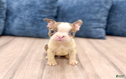 Boston Terrier dogs for sale: Ace - Image 8