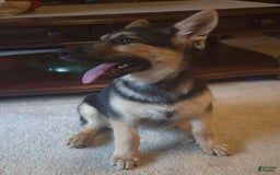 German Shepherd dogs for sale: Heidi - Listing for pets: Heidi - Image 6