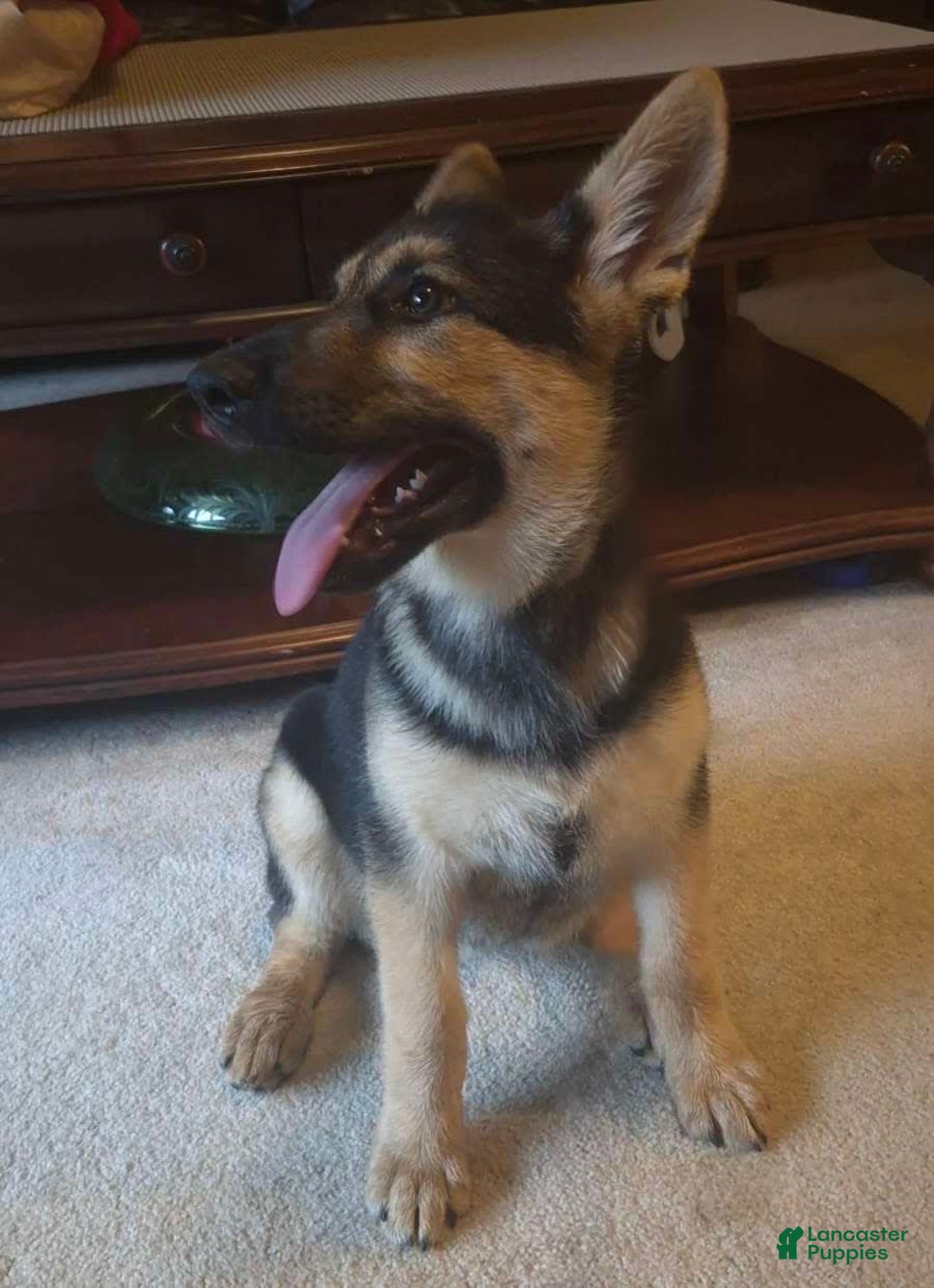 German Shepherd dogs for sale: Heidi - Listing for pets: Heidi - Image 6