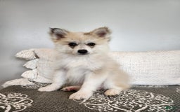 Pomsky dogs for sale: Blizzard - Image 4