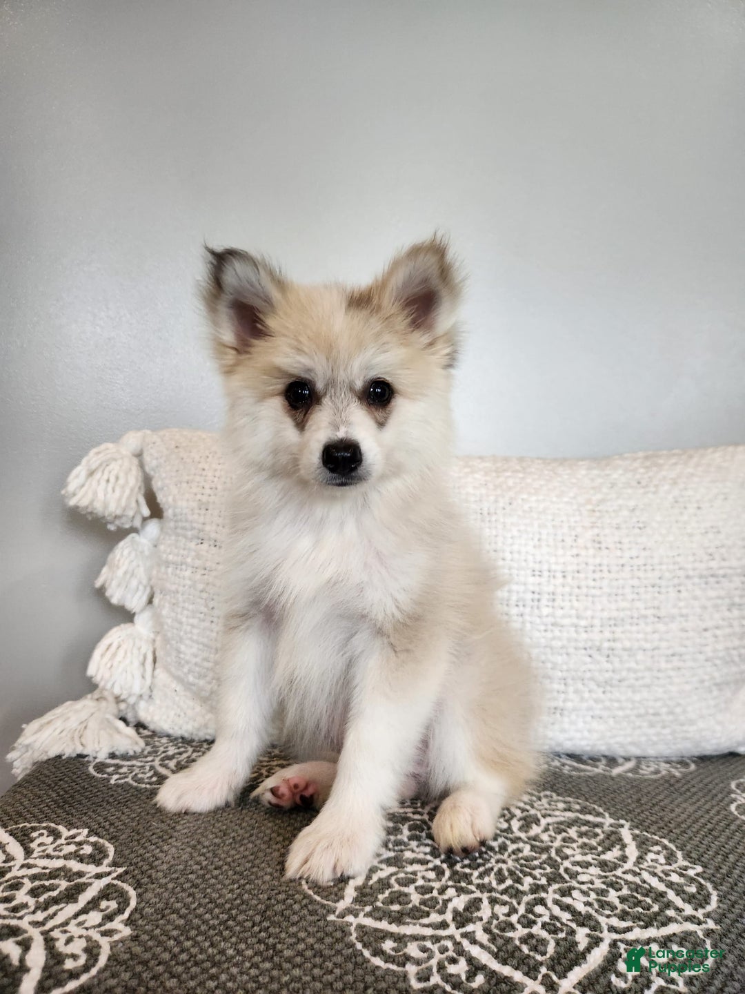 Pomsky dogs for sale: Blizzard - Image 4